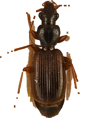 beetle_252.png