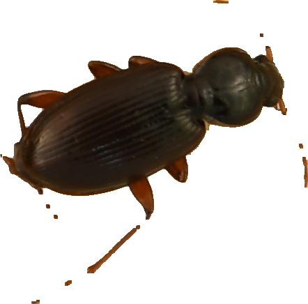 beetle_139.png