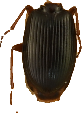 beetle_247.png