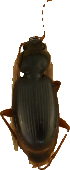 beetle_331.png