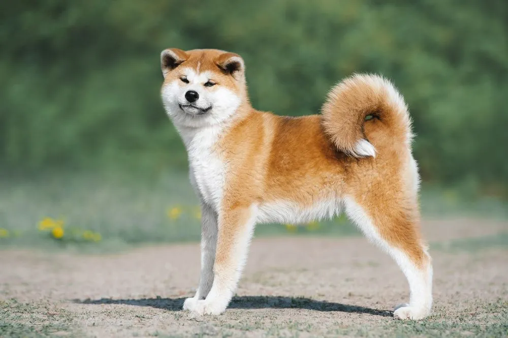 60c1a35ba7e69f288f945889_read_these_akita_inu_facts_to_learn_more_about_this_beautiful_mammal_a2bbd2437c.jpg