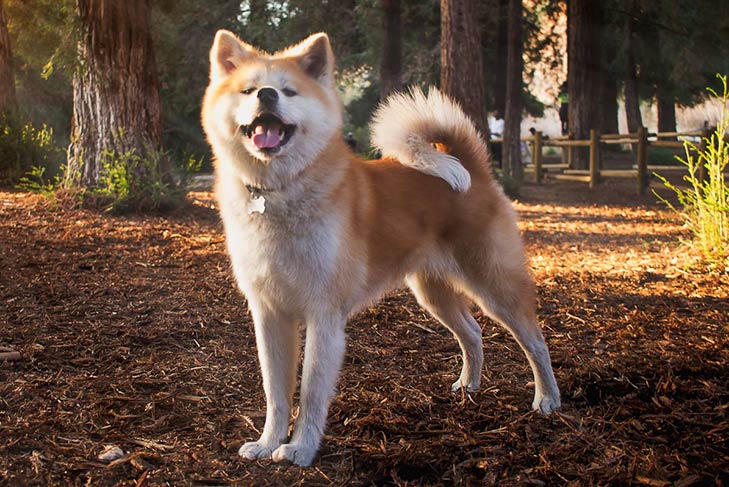 Japanese-Akitainu-standing-in-the-forest.jpg