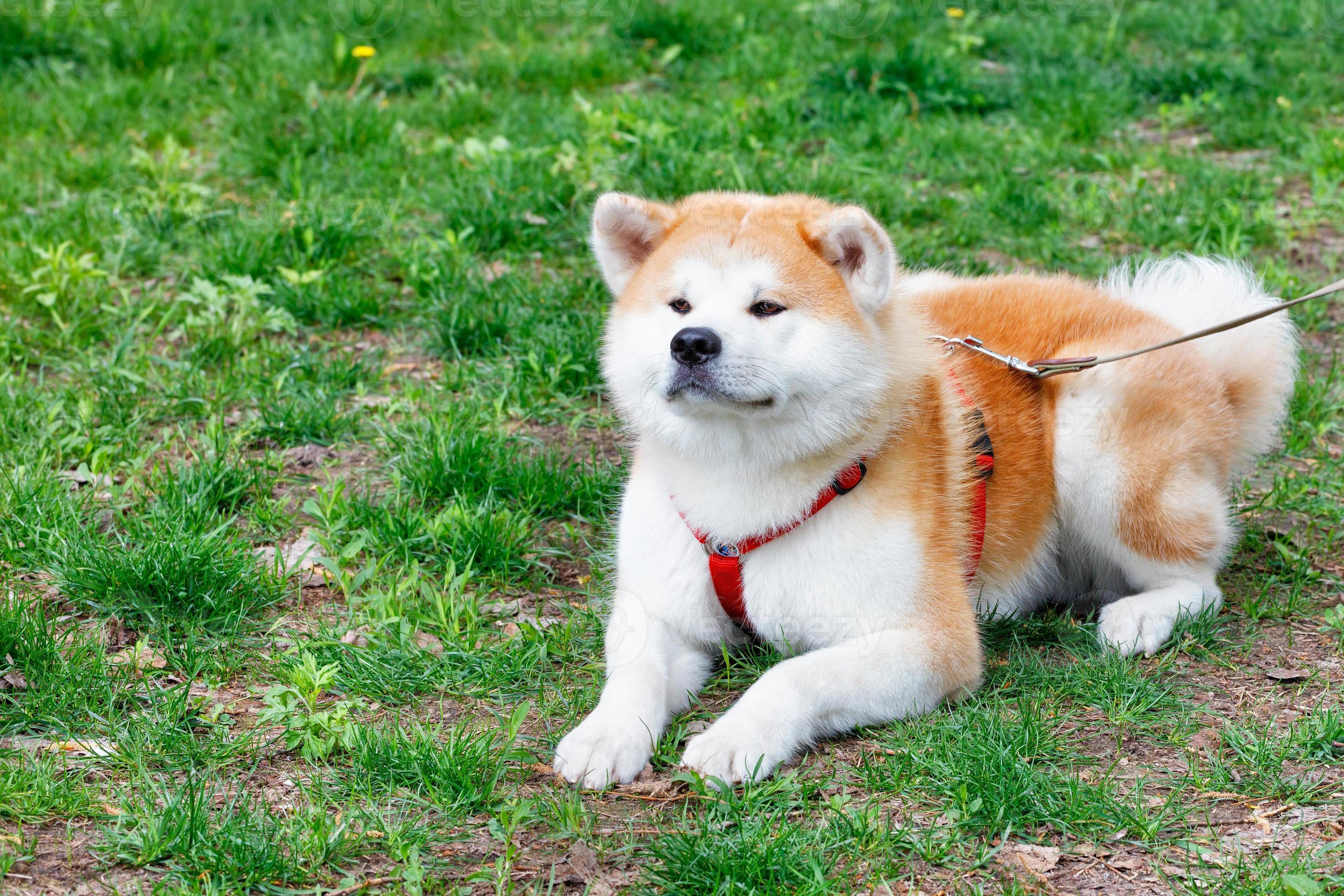 a-cute-akita-inu-dog-lies-on-the-green-grass-of-the-city-lawn-photo.jpg