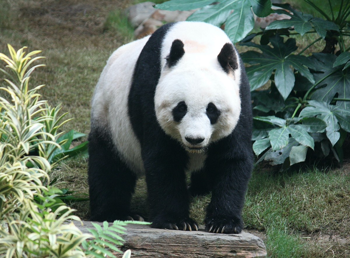 panda.jpg