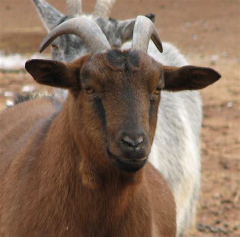 african pygmy goat