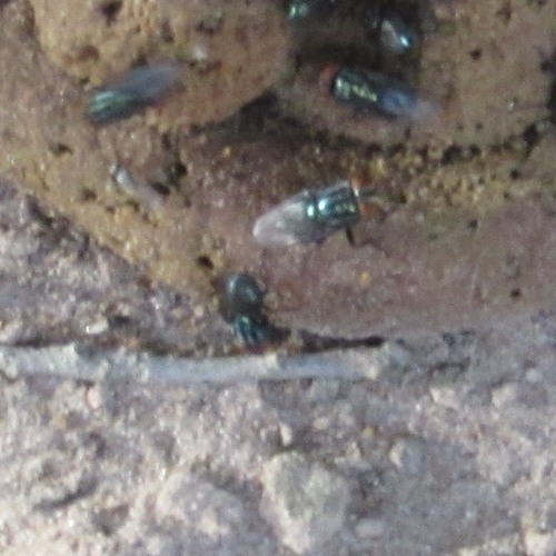 Cochliomyia