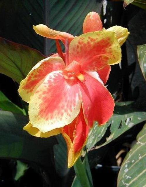 <canna lily> 3