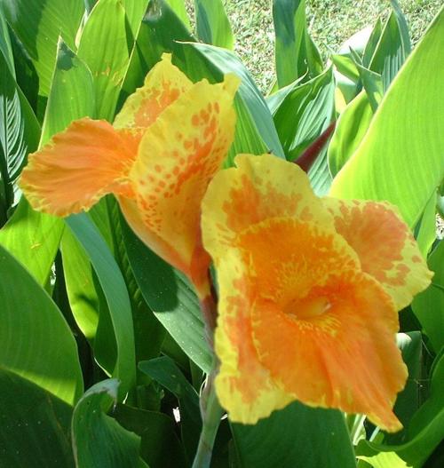 <canna lily> 0