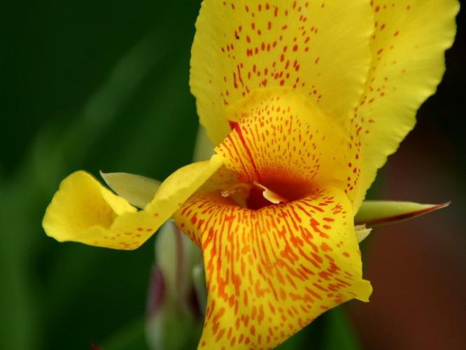 <canna lily> 1