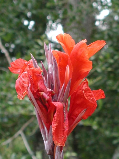 <canna lily> 8