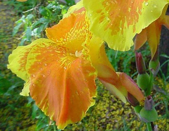 <canna lily> 4