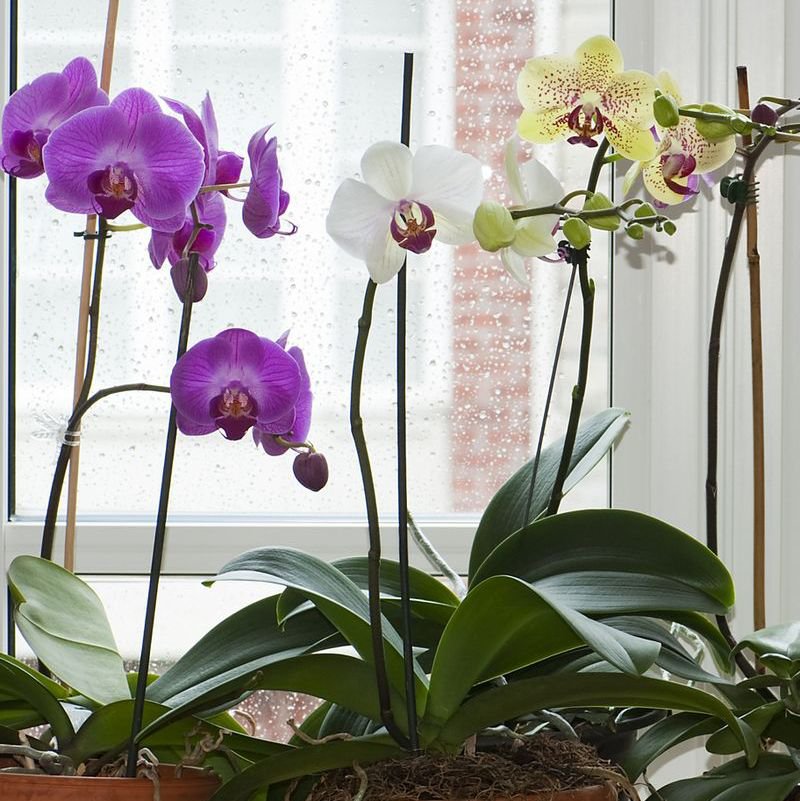 orchid.jpg