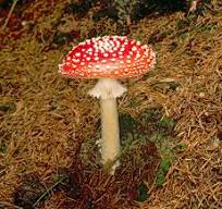 Amanita.jpg