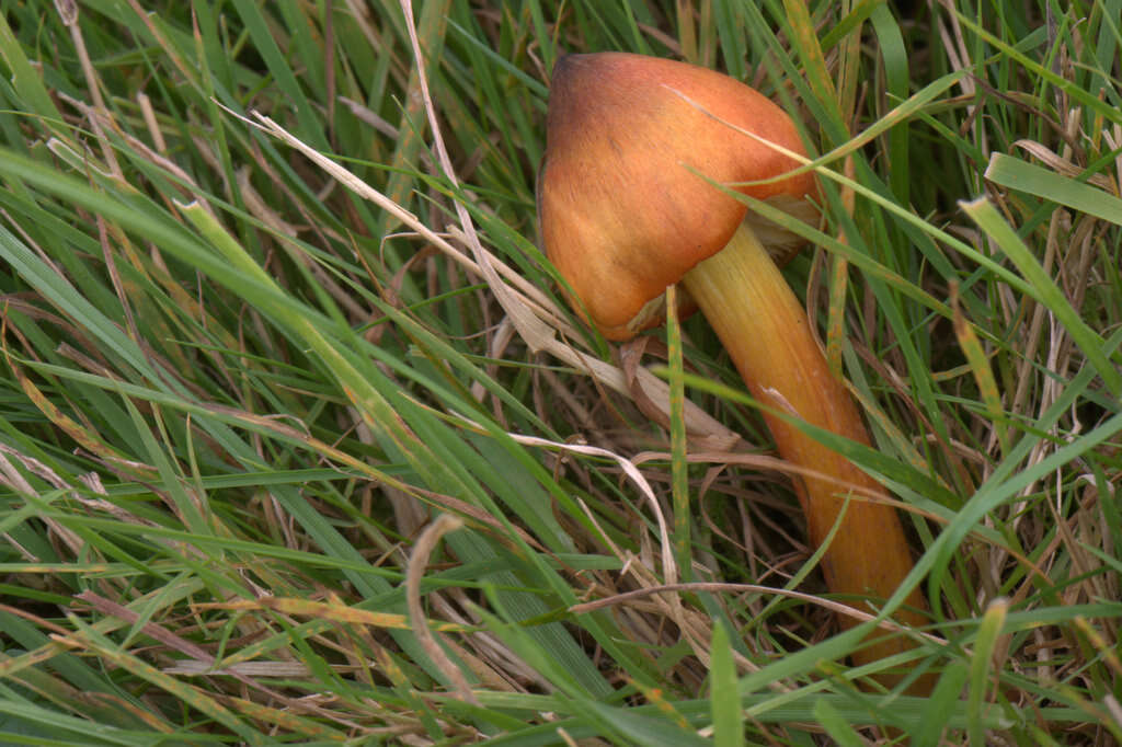 Hygrocybe_nigrescens.jpg