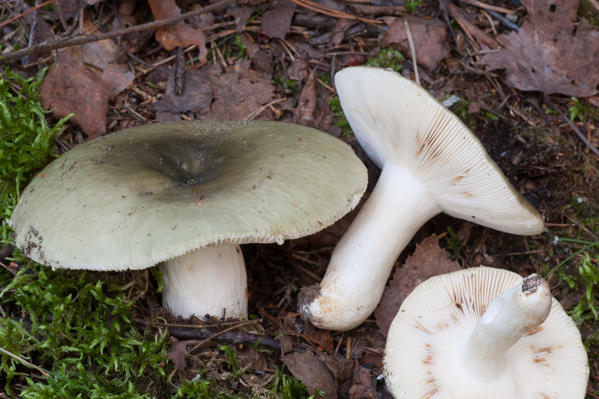 Russula_Aeruginea.jpg