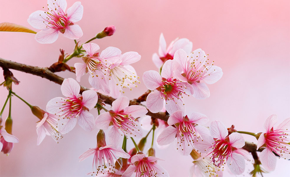 cherry-blossom.jpg