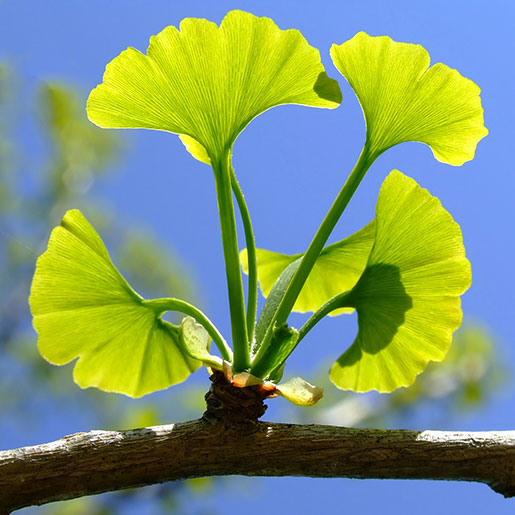 ginkgo_biloba.jpg