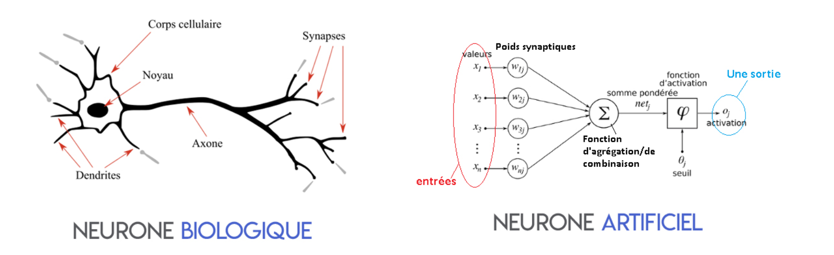 neurone-biologique-et-artificiel.png