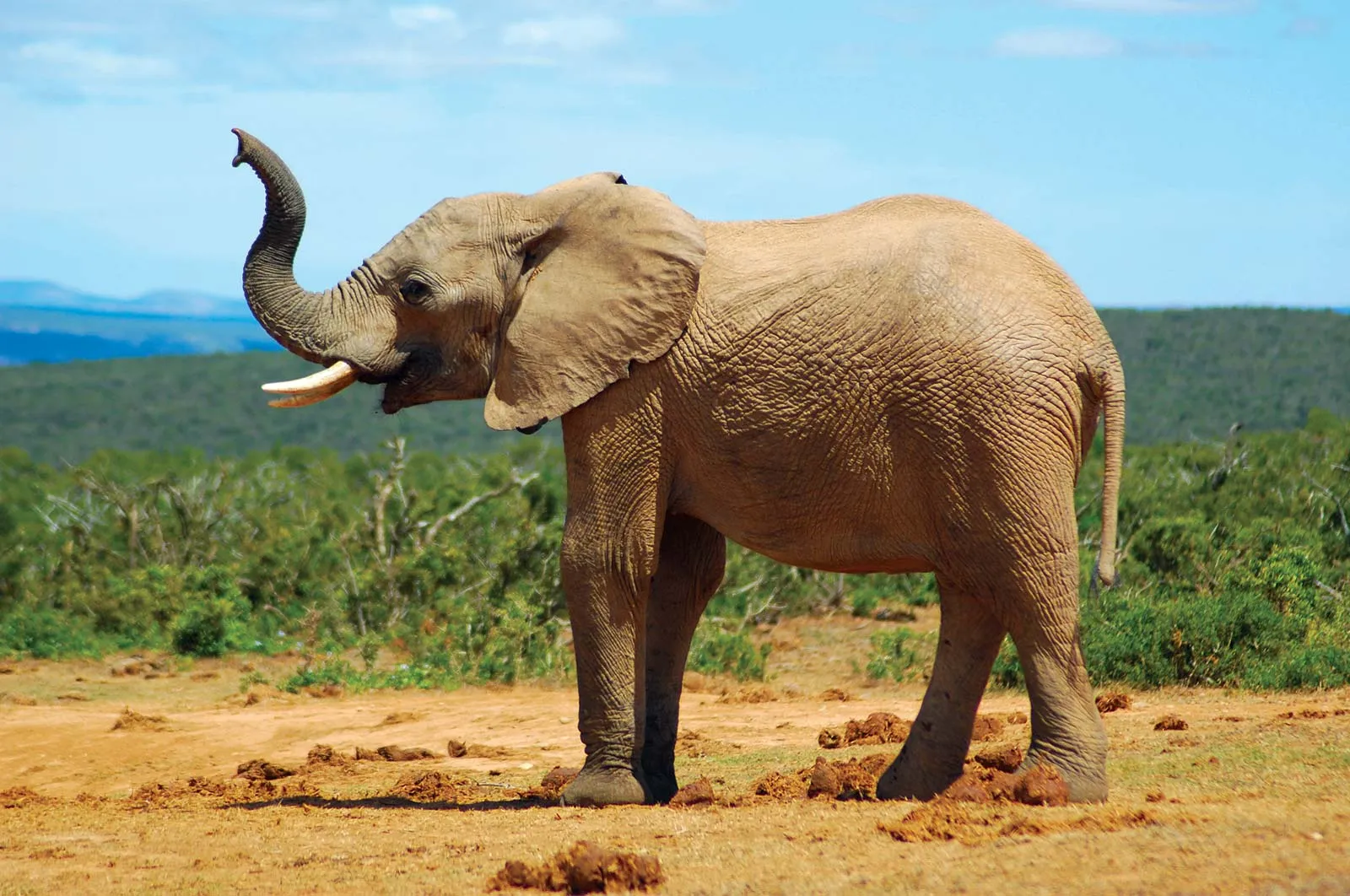 Elephant.jpeg