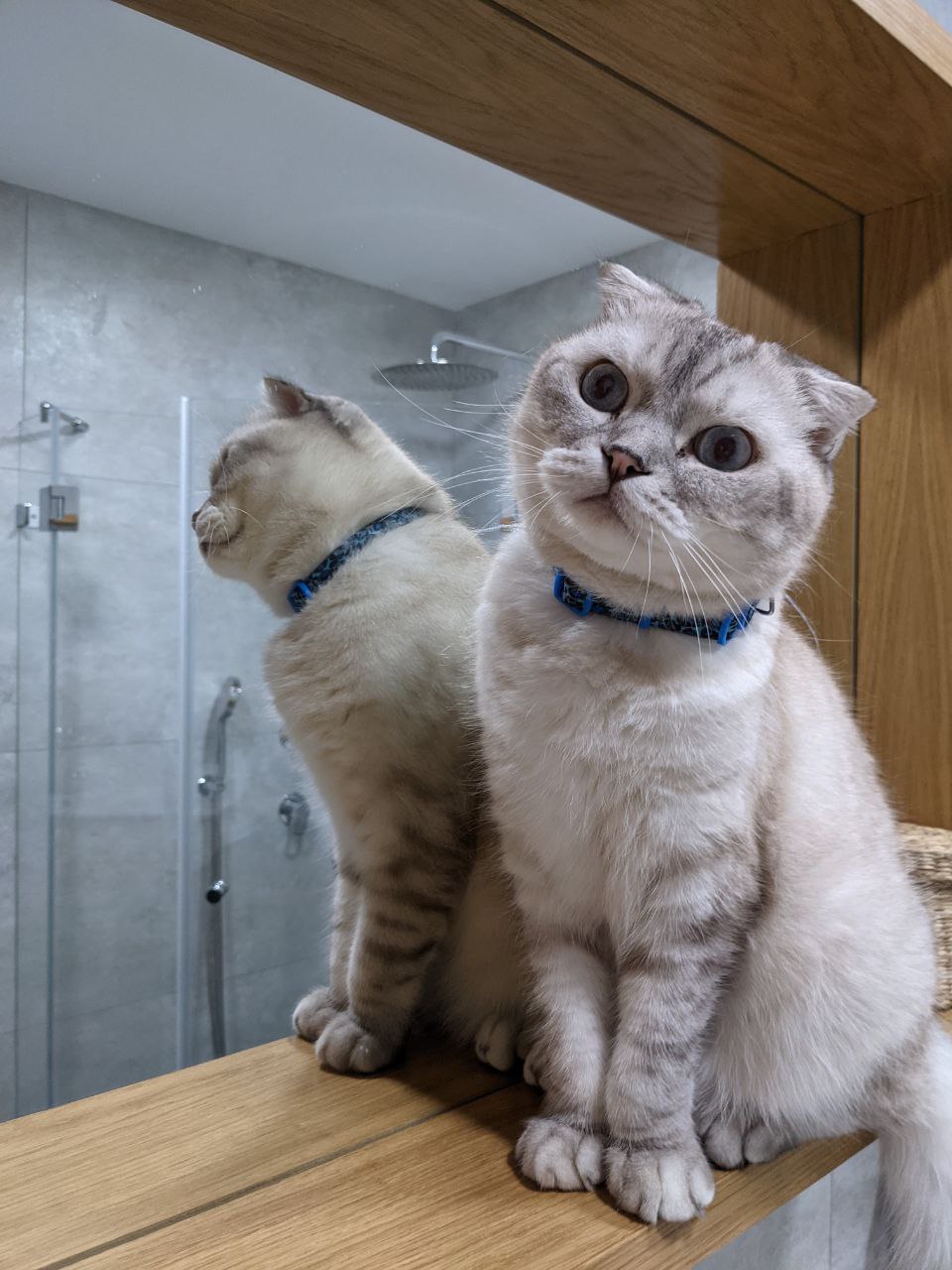 source_a_cat_sitting_next_to_a_mirror.jpeg