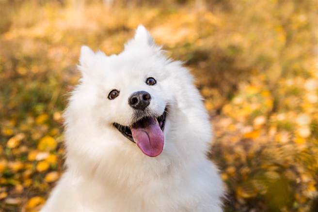 Samoyed(薩摩耶).jpg