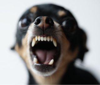 angry_chihuahua.png