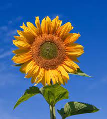 sunflower.jpeg