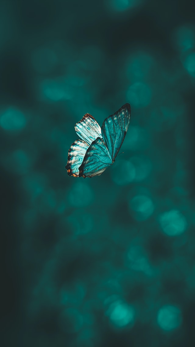 0-butterfly.jpg