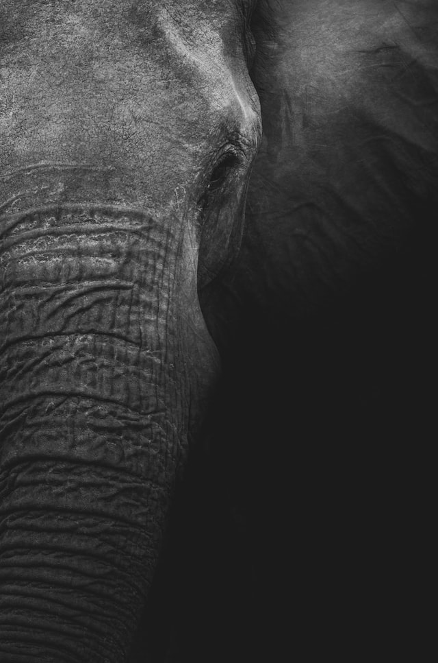 0-elephant.jpg