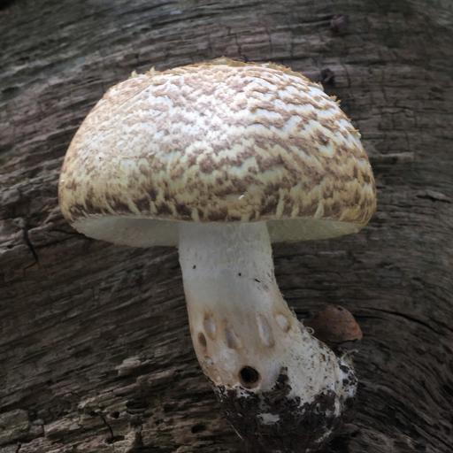 Agaricus augustus 2 wf.jpg