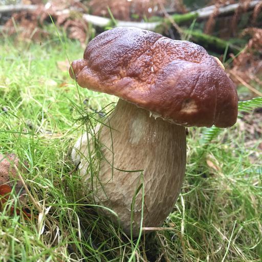 Boletus edulis 15 wf.jpg