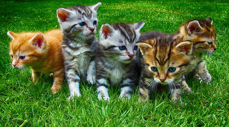 kittens-cats-pet-cute-preview.jpg