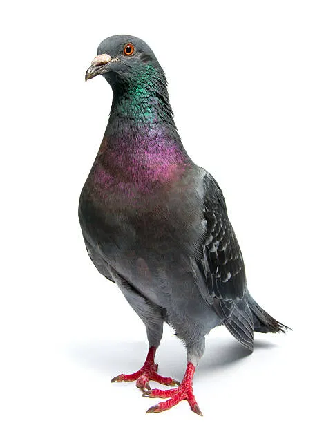 pigeon.webp