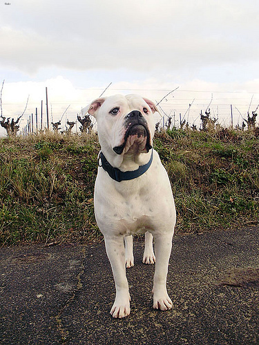 american_bulldog_5.jpg