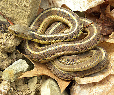 thamnophis.jpg