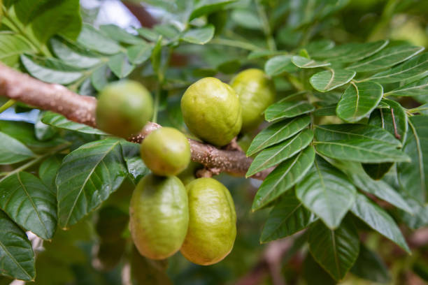 39_HogPlum.jpg