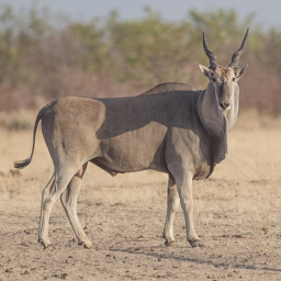 greater_kudu.png