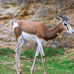 dama_gazelle.png