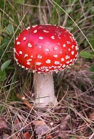 mushroom.jpeg