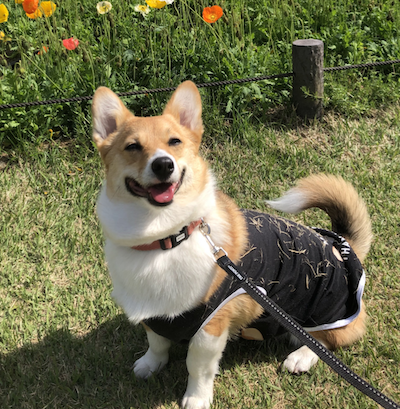 corgi.png