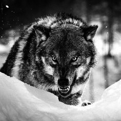 wolf_gray.jpg