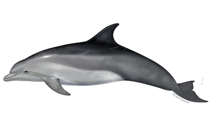 bottlenose_dolphin.webp