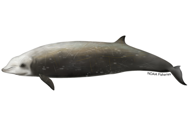 cuviers_beaked_whale.webp