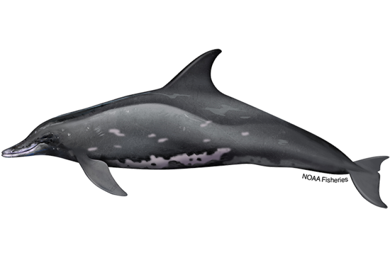 rough-toothed-dolphin.webp