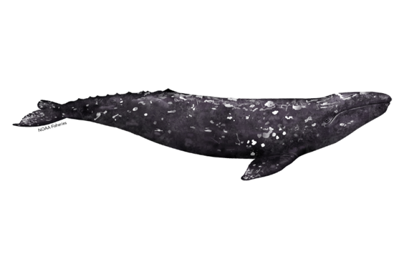 gray-whale.webp