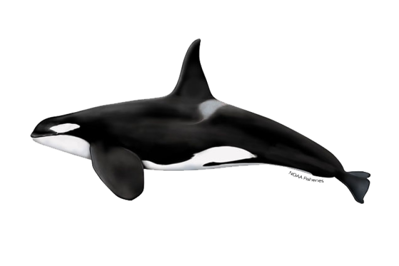 killer_whale.webp