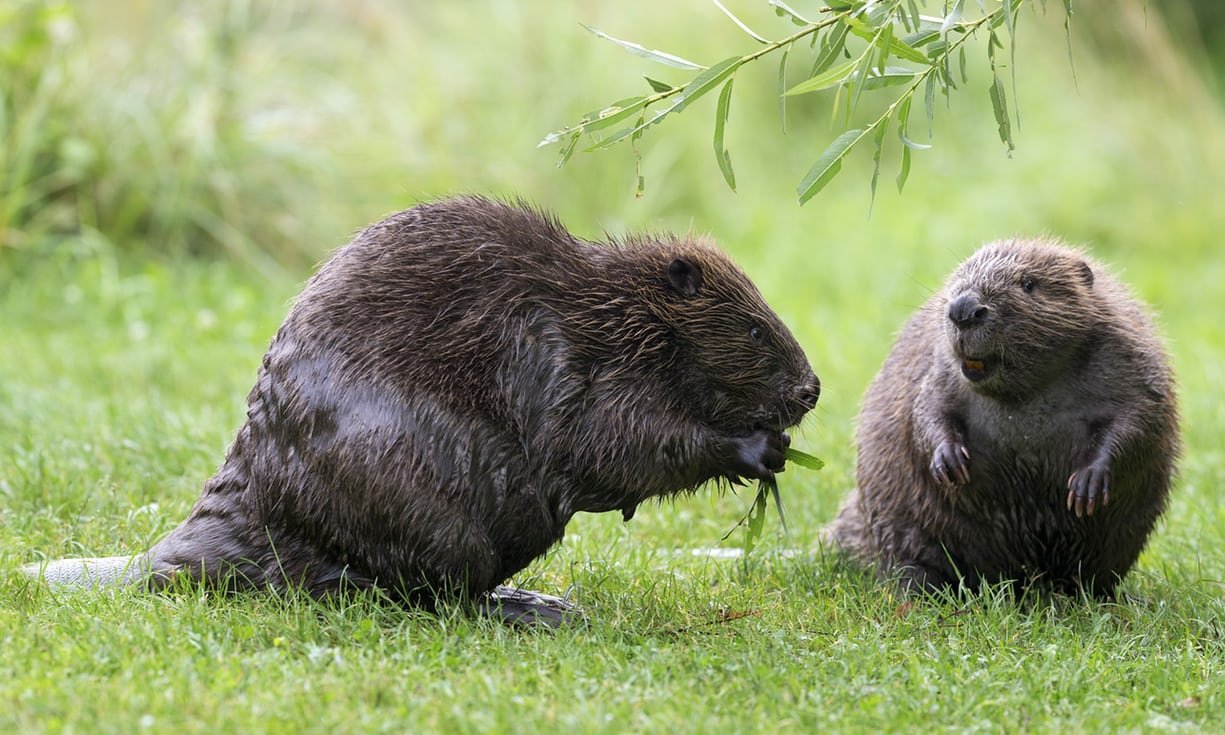 beaver.jpg