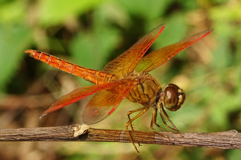 Brachythemis contaminata.jpg