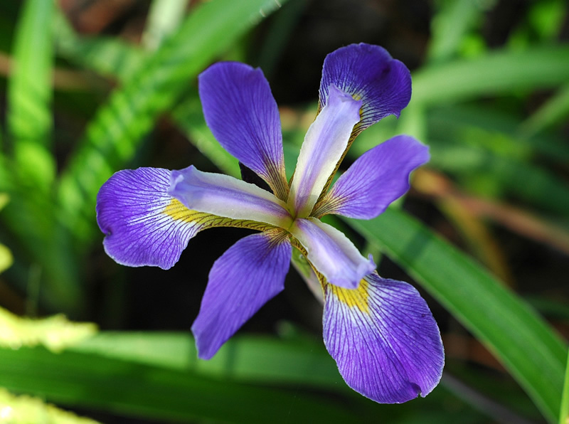 iris_virginica.jpg