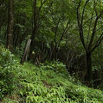 Forest.jpg